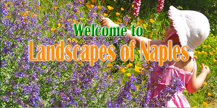 Landscape Contractor